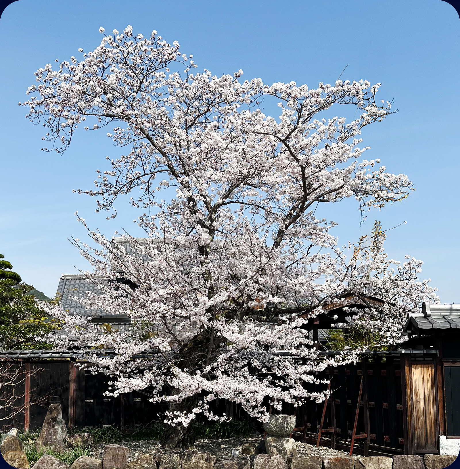 納屋孫の写真
